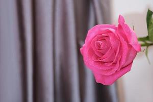 flor de rosa rosa fresca con gotas de agua sobre fondo cubierto de satén gris. copie el espacio foto