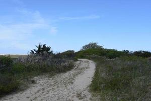 Dirt Pathway Over Wetlands and Marsh on the Cape photo