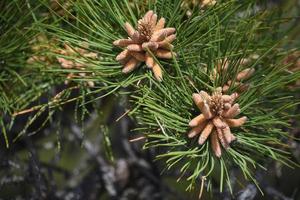 Pine Tree with Pinecones Forming Along a Branch photo