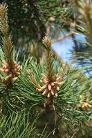 Conifer Tree with Cones Forming on a Branch photo