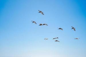 Flock of brown pelicans flying photo