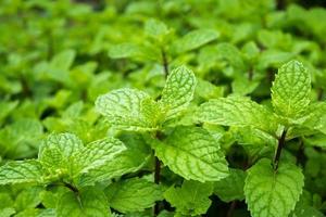close up mint leaves plant grow in organic vegetable garden photo