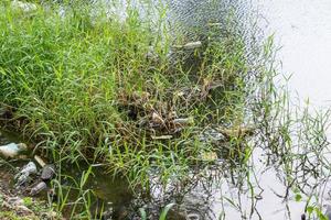 contaminación plástica en el entorno del estanque de agua foto