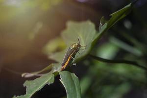 escarabajo joya encaramado en una hoja en el jardín con una hermosa luz naranja foto