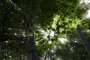 la parte inferior de un gran árbol con luz brilla a través de las hermosas hojas verdes. foto