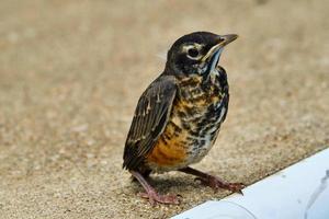 Baby robin bird on edge of pool photo