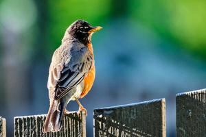 American Robin on a brown fence photo