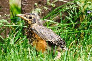 Baby robin bird on ground photo