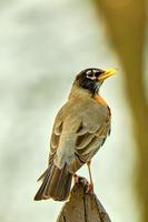 American Robin perched on a fence post on a cloudy day photo