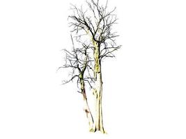 Leafless dead tree isolated on white background. photo