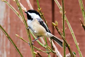 Black capped chickadee perched on twig in early spring photo