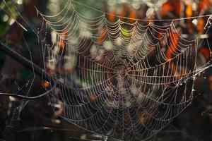 A large spider web hangs between branches in autumn. You can see yellow leaves in the background. The net is covered with water droplets. photo