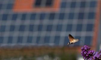 A small flying insect, a butterfly called Swallowtail flies over a purple lilac flower. The roof of a house on which solar panels are attached can be seen out of focus in the background. photo