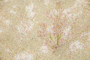 Small plant with pink flowers on a dry river bed photo
