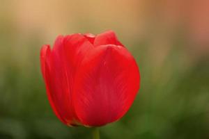 One red tulip macro on a background of green grass. A flower on a sunny day. photo