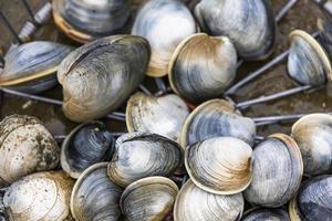 montón de almejas en la playa para comer foto