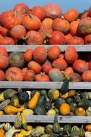 Many colorful pumpkins are for sale on a wooden shelf, in portrait format. photo