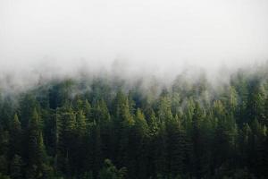 fondo de árbol de secoya verde con nubes en el parque nacional y estatal de secoya, california foto