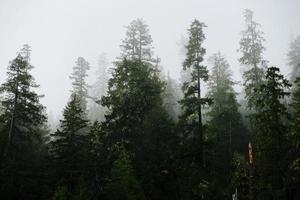 fondo de paisaje de árboles con nubes en el parque nacional de sequoia, california foto