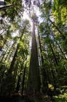 Redwood trees with sunlight in nature landscape forest vertical photo