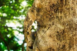 Natural background with a rock on a blurred background with bokeh photo