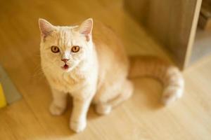 Cat with head tilted indoors. Cat is looking at camera. Portrait of a cat with big eyes. photo