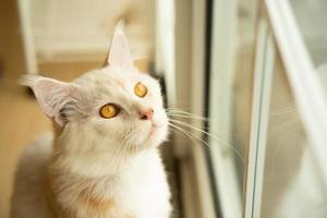 cute cat looking around, concept of pets, domestic animals. Close-up portrait of cat sitting down looking around
