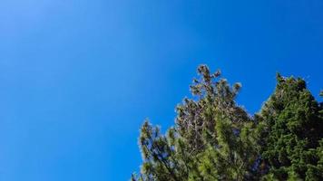 Blue sky portrait background with pine trees in Bandung city Indonesia photo