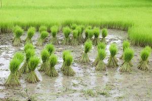 Green rice seedlings are tied up for the farmer to cultivate. photo