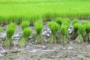 Green rice seedlings are tied up for the farmer to cultivate. photo