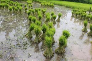 rice seedlings in the field photo