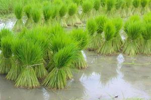 rice seedlings in the field photo