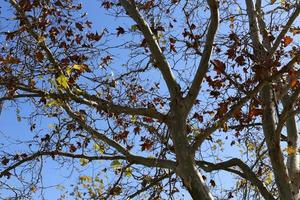 Autumn colorful leaves in the city park. photo