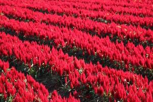 Naturally beautiful red and pink flower garden photo