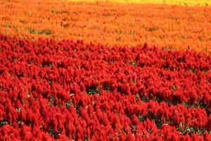 The garden of red, pink, orange flowers is naturally beautiful. photo