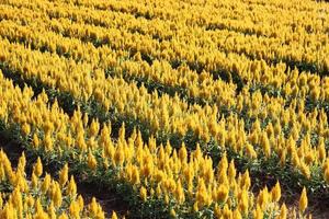 yellow flower garden photo