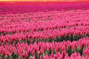 hermoso jardín de flores rojas y rosas naturalmente foto