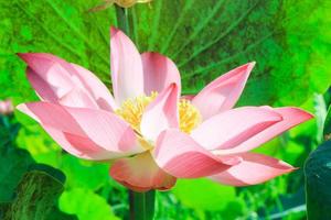 Pink lotus flowers bloom beautifully. photo