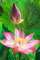 Pink lotus flowers bloom beautifully. photo