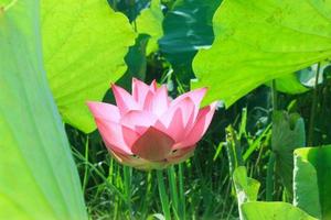 Pink lotus flowers bloom beautifully. photo