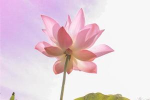lotus flower pink purple white background