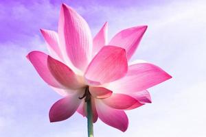 Pink lotus flowers bloom beautifully. photo