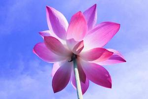 Pink lotus flowers bloom beautifully. photo