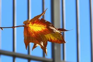 Autumn colorful leaves in the city park. photo