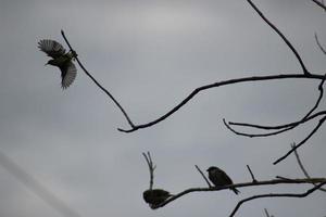 There are three birds on the tree. photo