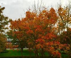 Autumn in the park photo