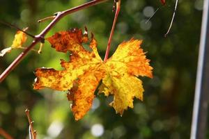 Autumn colorful leaves in the city park. photo