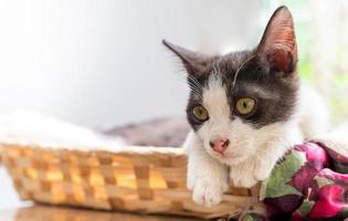 The black and white cat lies in the basket and looks into the camera. photo