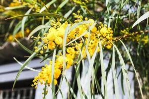 yellow blossom of Acacia tree close up in spring photo