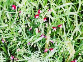 Sweet pea flowers in wild meadow after rain photo